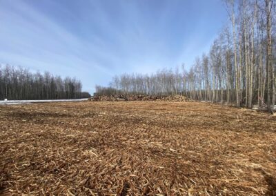 A clearing after mulching is completed
